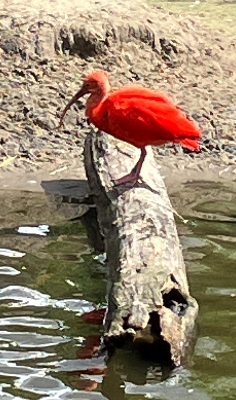 Foto 58 bij artikel "Uitje naar de Orchideenhoeve in Luttelgeest".